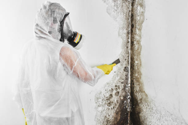 Best White Mold Remediation in Garland, TX