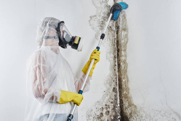 Best Kitchen Mold Remediation in Garland, TX