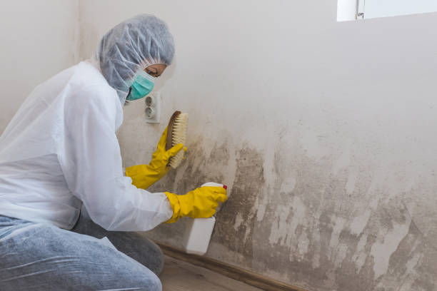 Best Post-Flood Mold Remediation in Garland, TX