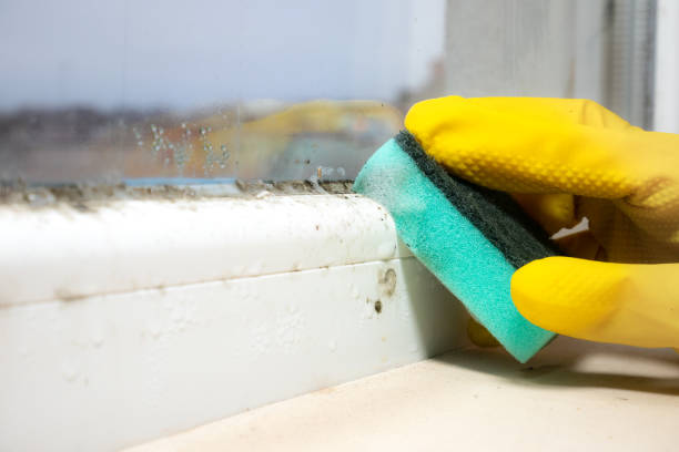 Best Health and Safety Mold Remediation in Garland, TX