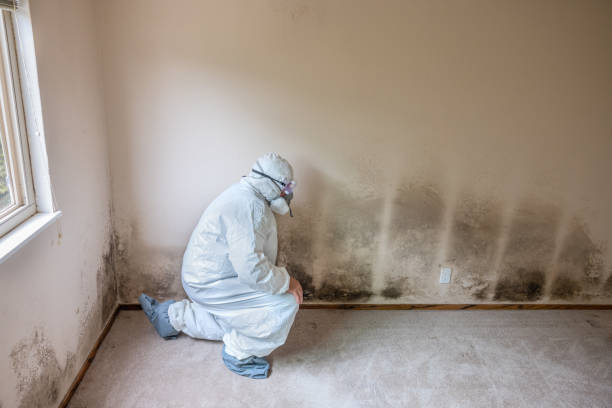  Garland, TX Mold Removal Pros