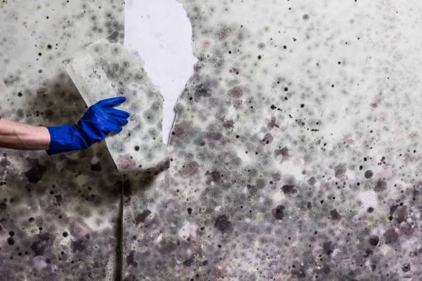  Garland, TX Mold Removal Pros