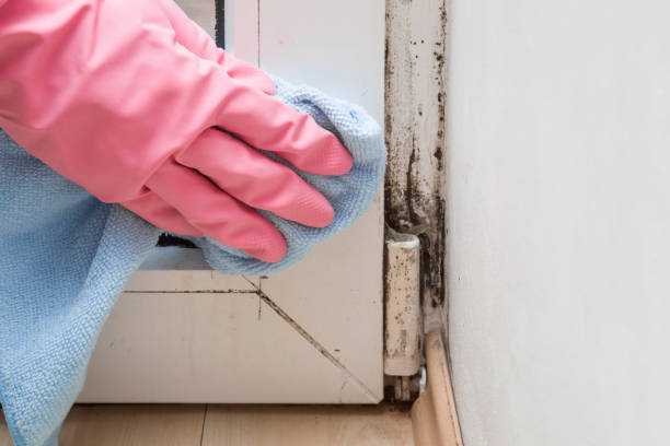 Trusted Garland, TX Mold Remediation Experts